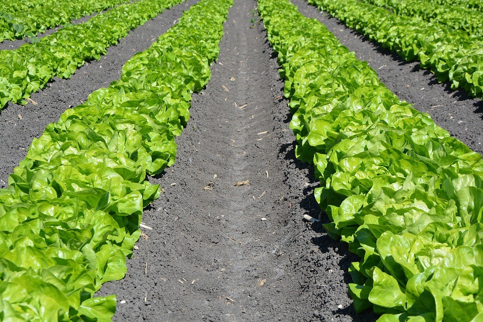 Federação Portuguesa de Agricultura Biológica