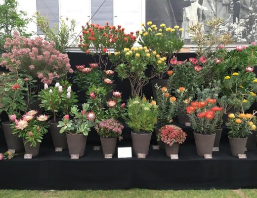 no chelsea flower show