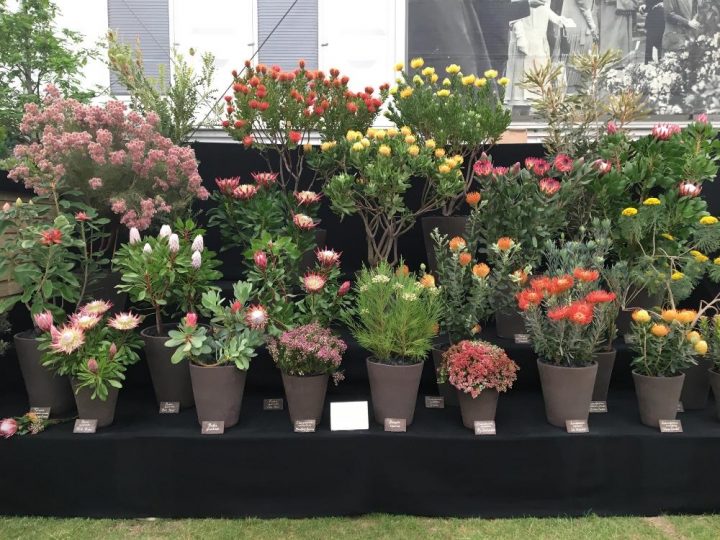 no chelsea flower show