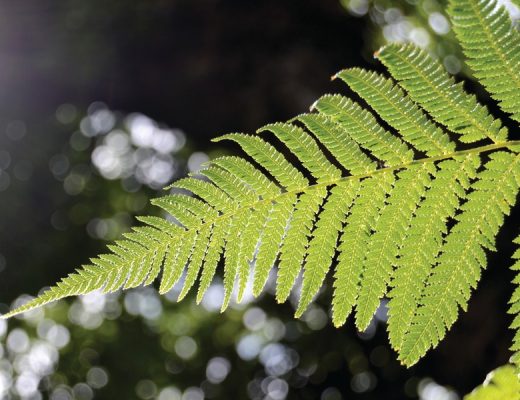 fascínio pelas plantas