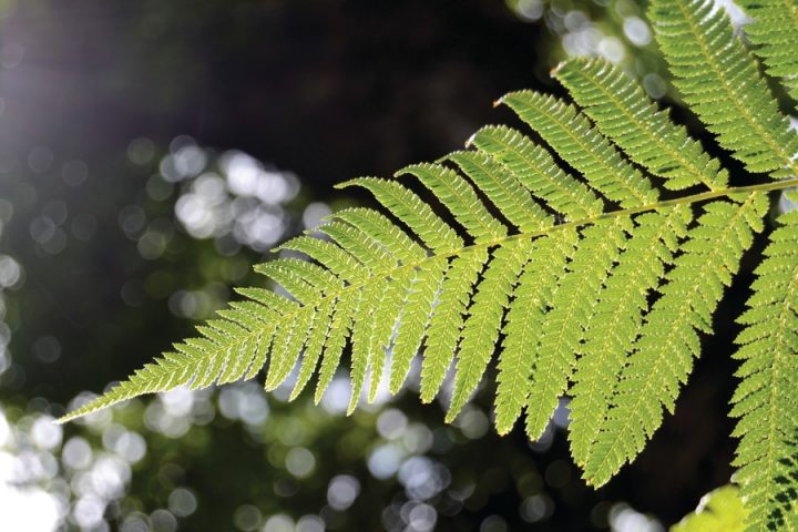 fascínio pelas plantas