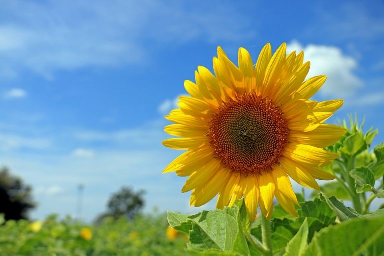 G Rasol Girassol: como cultivar