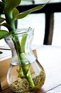 comprar plantas