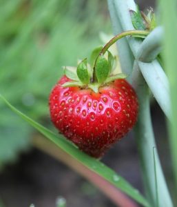 cultivar morangos