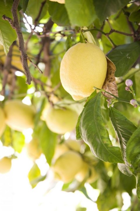 Enxertias de verão