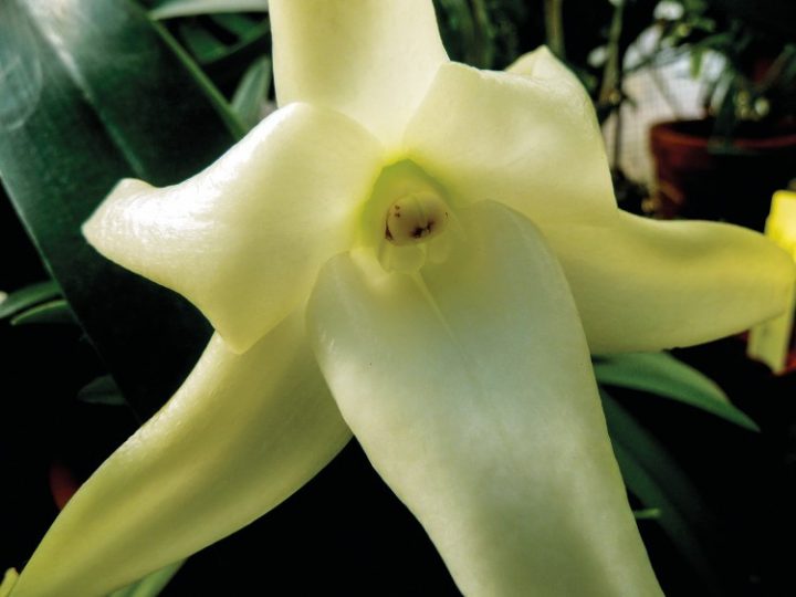 orquídea de darwin