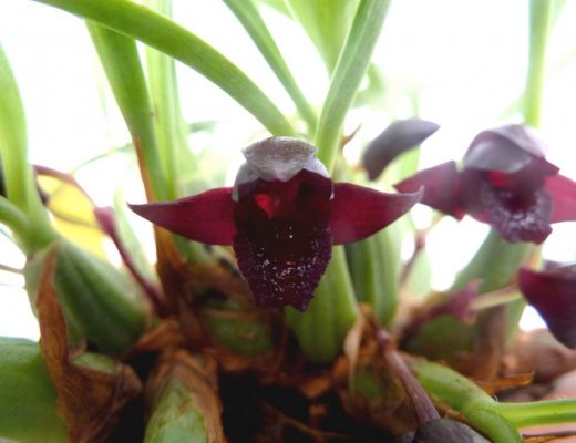 orquídea negra