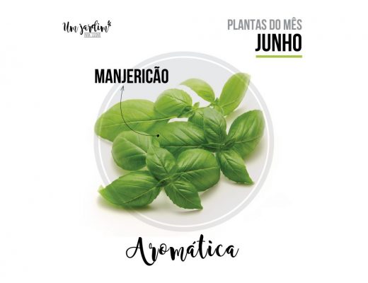 plantas do mês de junho