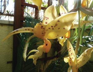 Stanhopea
