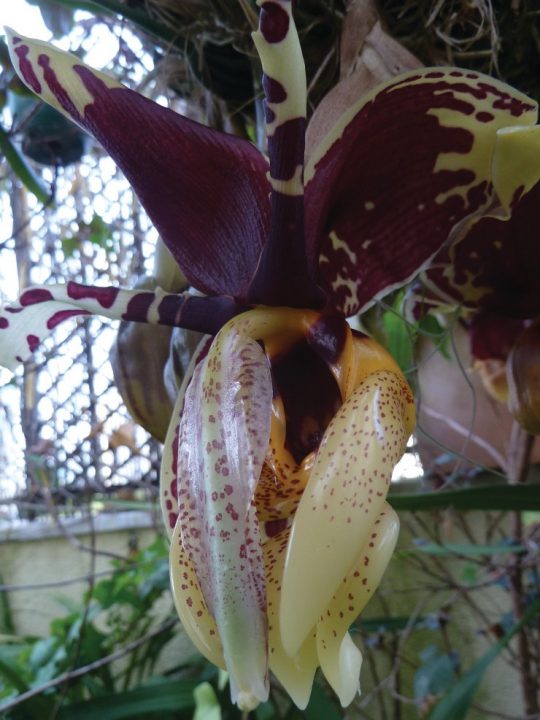 Stanhopea