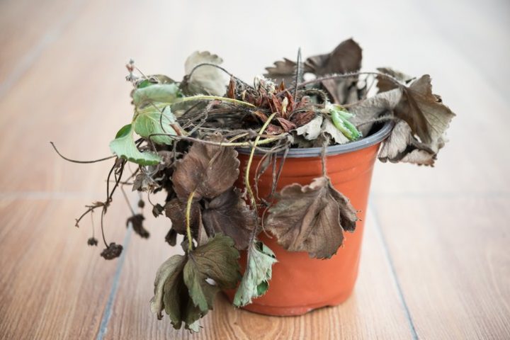 Porque morrem as suas plantas