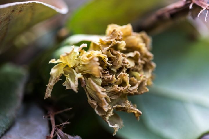 flor