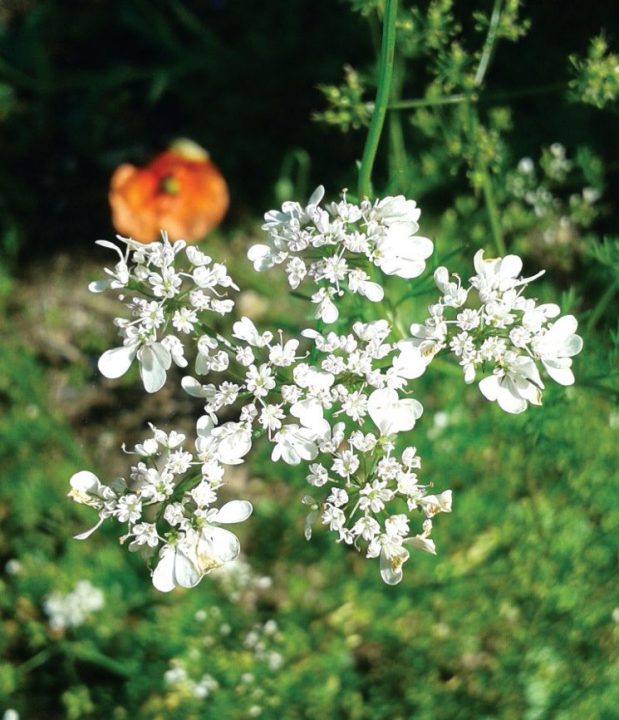 flores comestíveis
