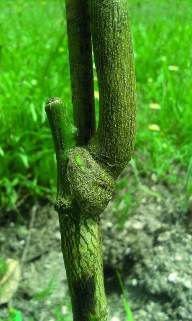enxertia de borbulha