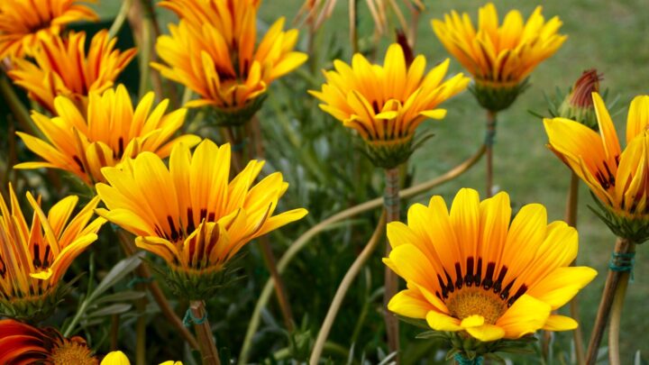 flor de verão: gazania