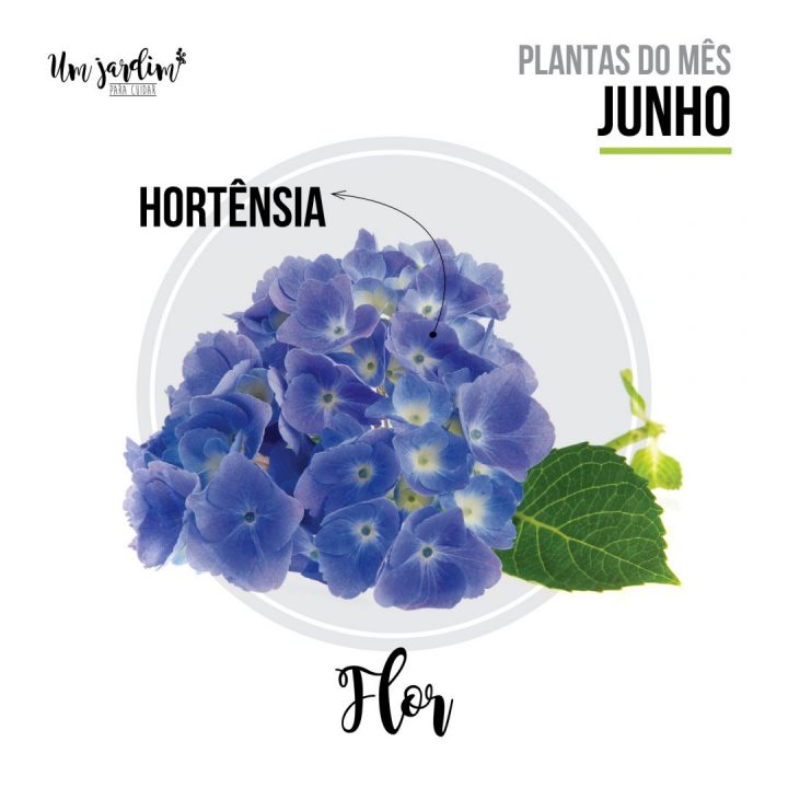 plantas do mês de junho