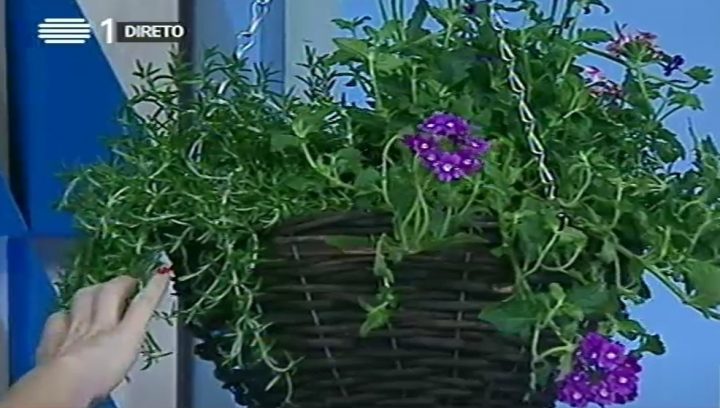 jardim suspenso