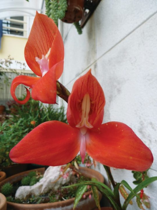 disa