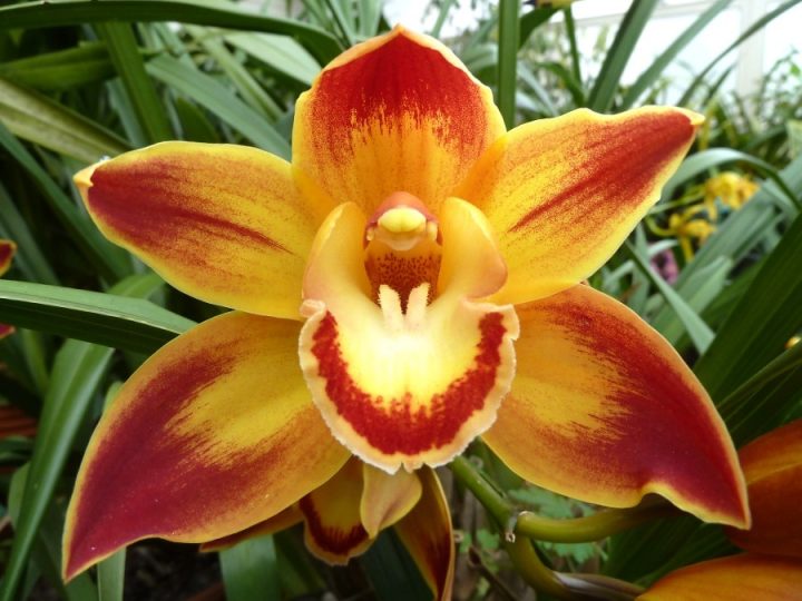 cymbidium