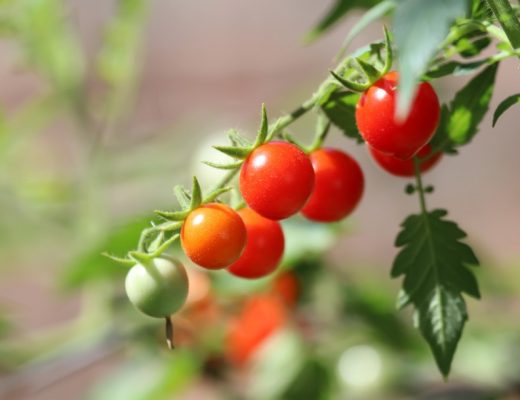 produção de tomate