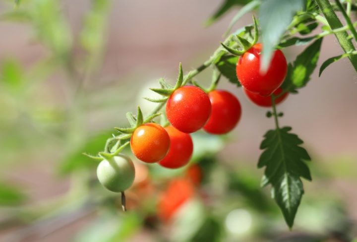 produção de tomate