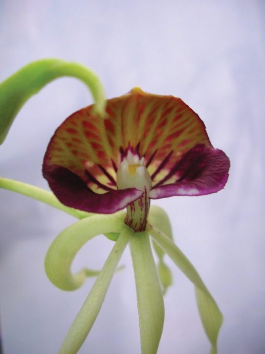 Prosthechea