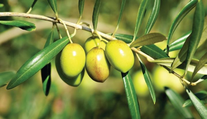 oliveira
