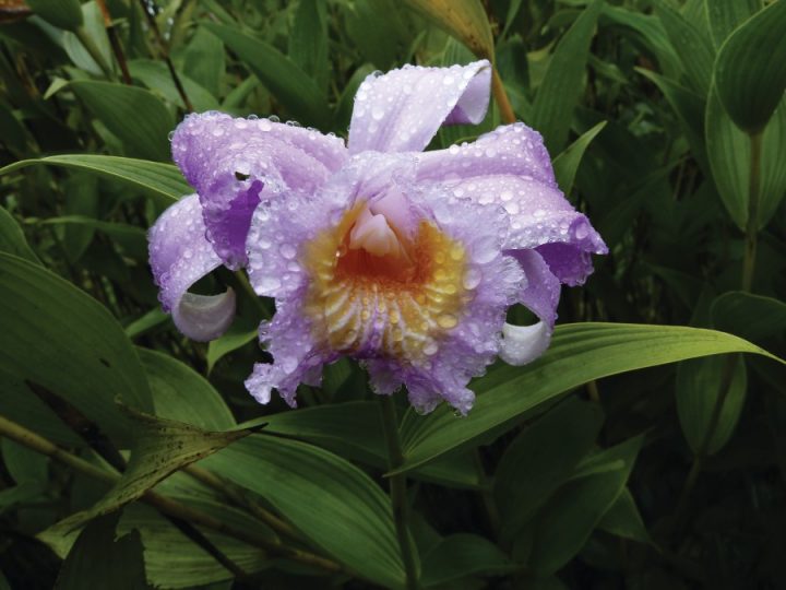 panamá