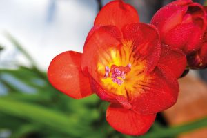 flores para cultivar na horta