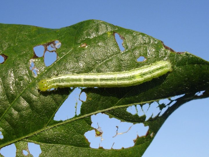 doenças