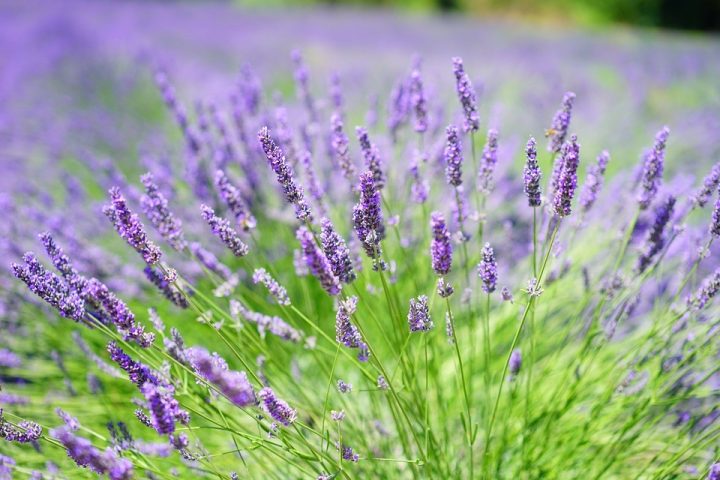 cultivar alfazemas