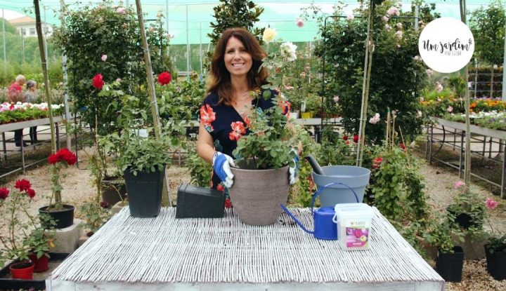 plante roseiras com