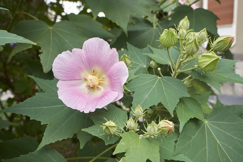 Hibiscus mutabilis - Revista Jardins