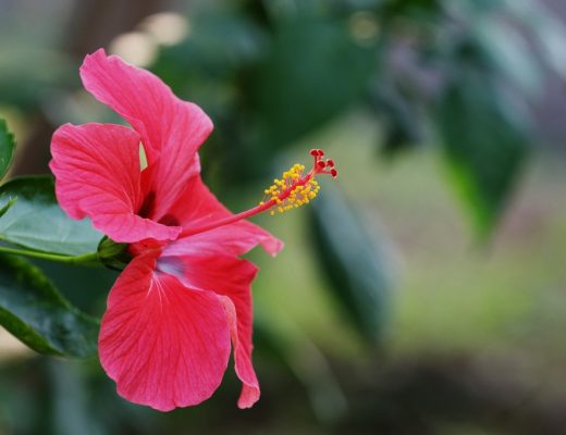 hibisco