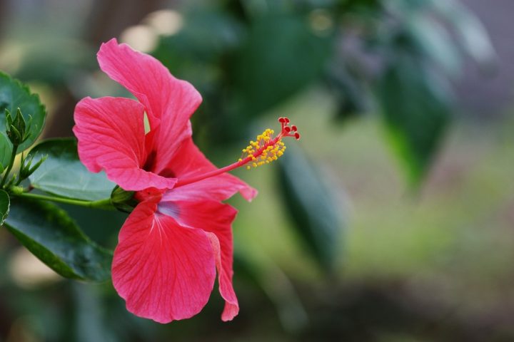 hibisco