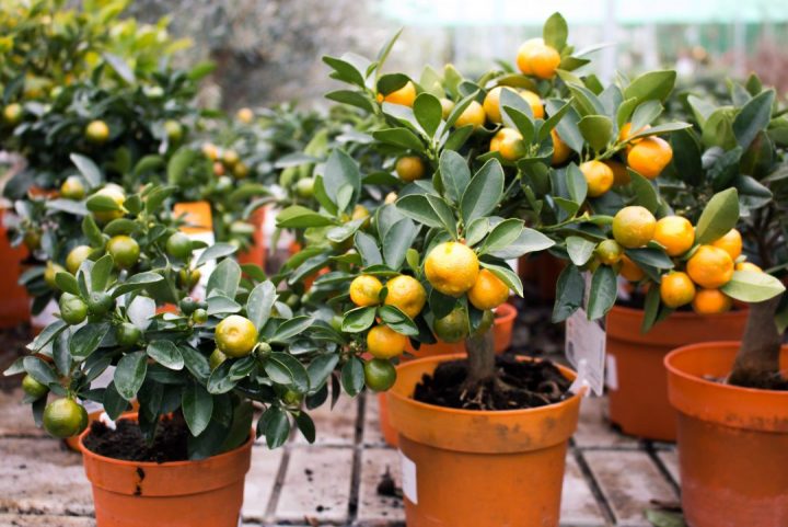 Fruteira