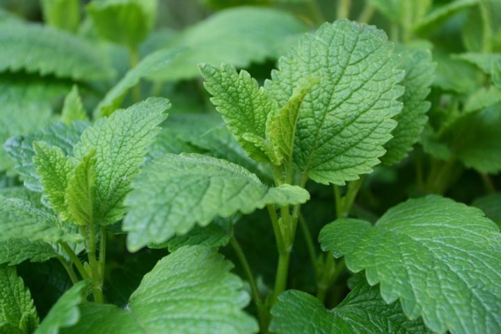 Erva-cidreira.