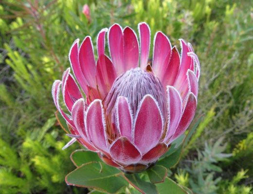 Protea compacta.