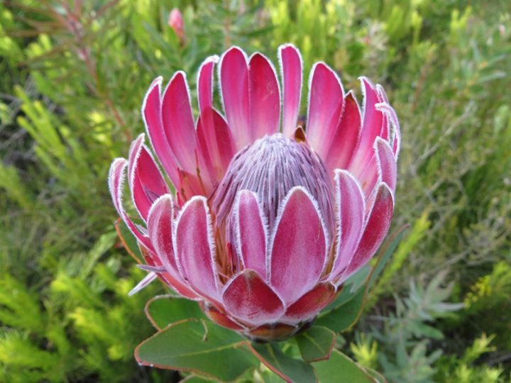 Protea compacta.