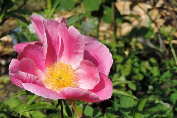 cor-de-rosa