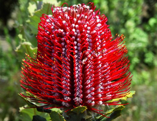 banksias