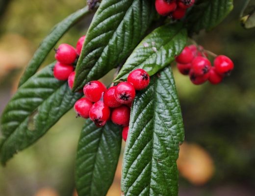 cotoneaster