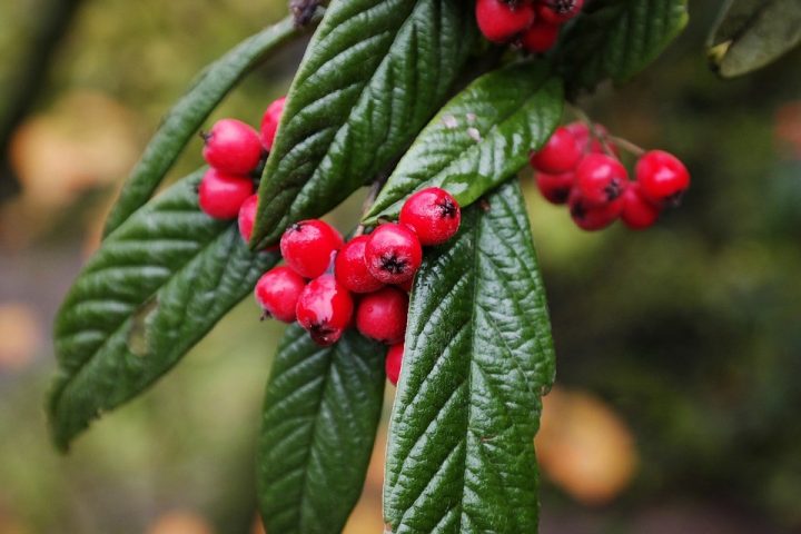 cotoneaster