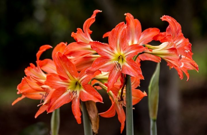 Hippeastrum