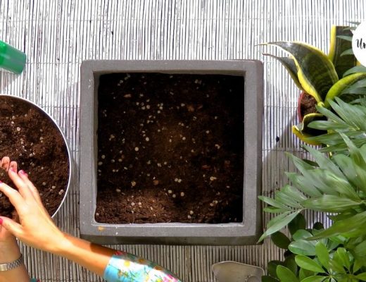 plantas de interior