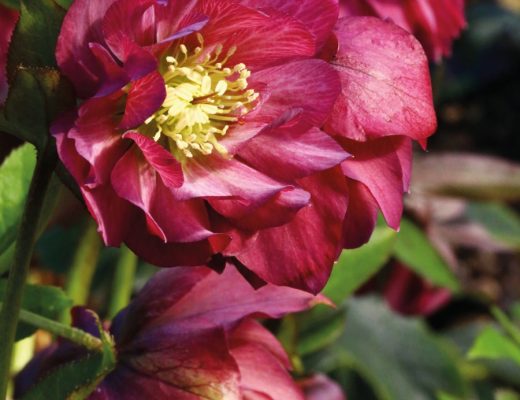 Helleborus