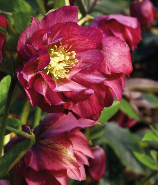 Helleborus