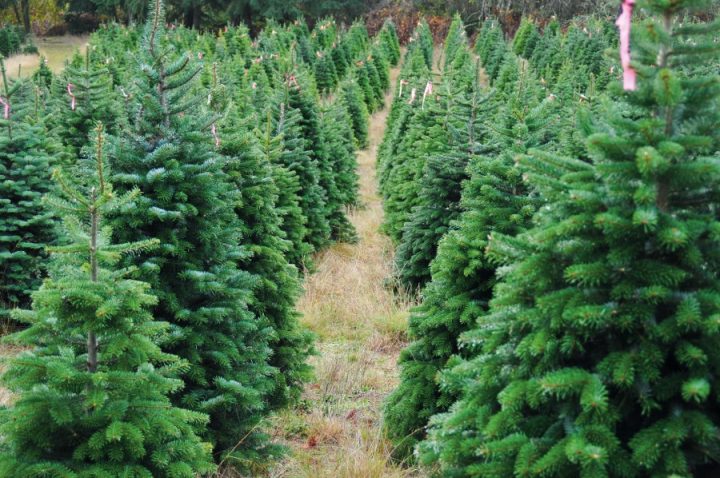 árvores de natal