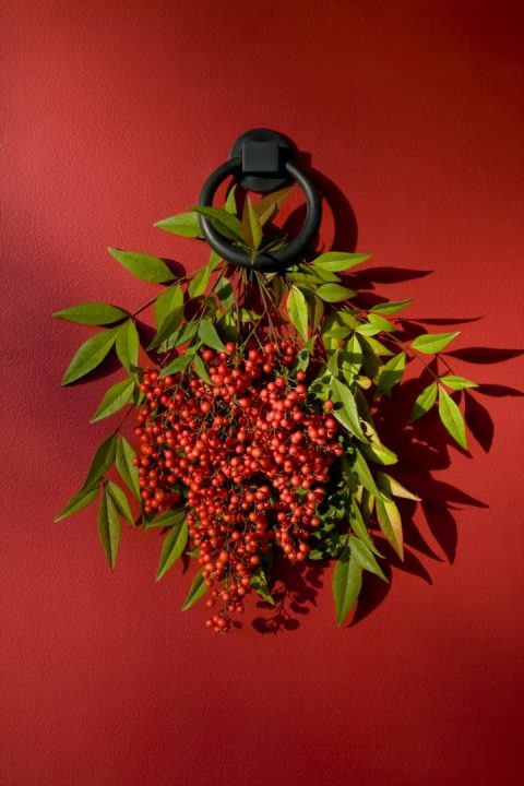 nandina