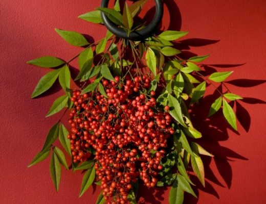 nandina